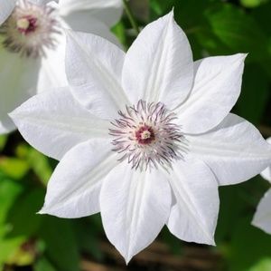 Meet your Posher, Ros